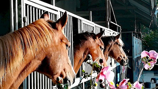 Paardenpension en recreatiepark den Möllenhof