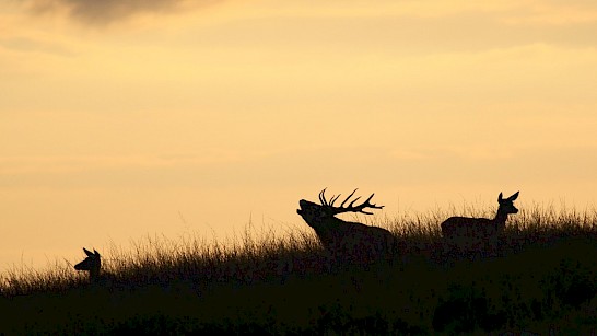 Foto van patrick_rooijen